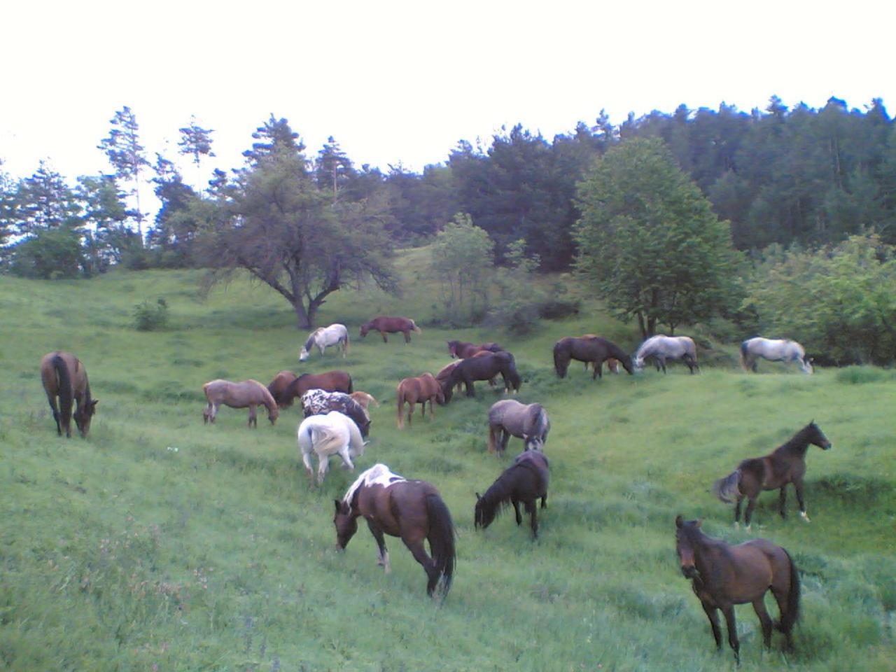 Els Torrents Hotel Bellver De Cerdanya Eksteriør billede