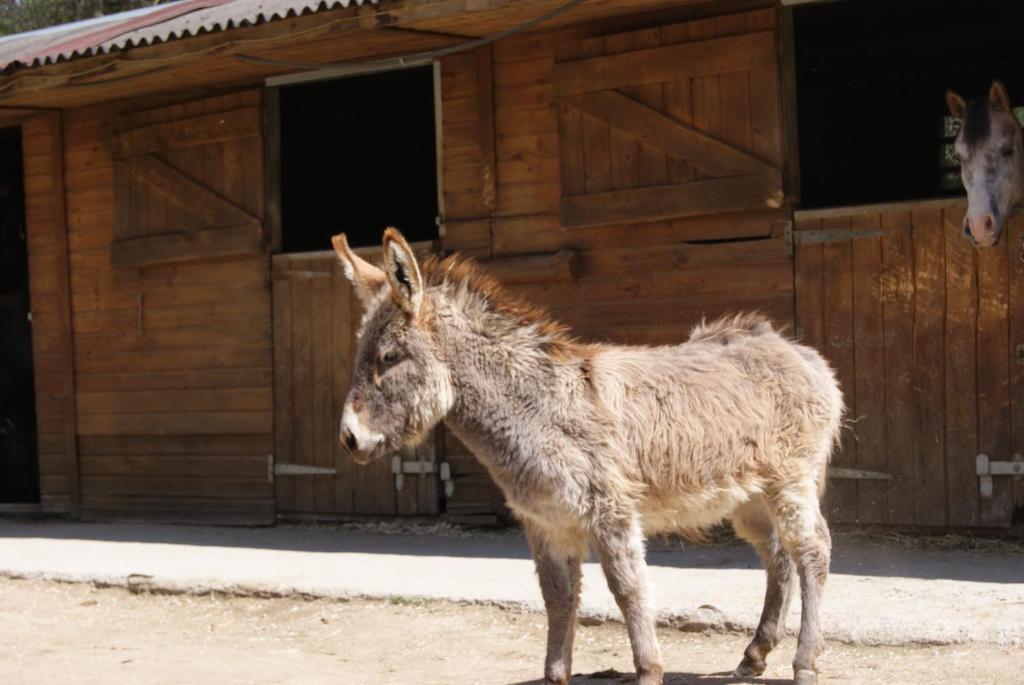 Els Torrents Hotel Bellver De Cerdanya Eksteriør billede